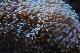 珊瑚珊瑚礁海底图片