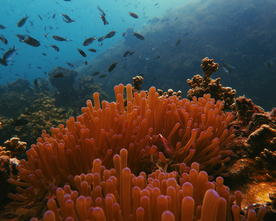 珊瑚珊瑚礁海底图片