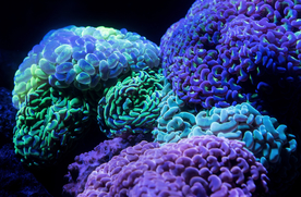 珊瑚珊瑚礁海底图片