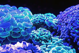 珊瑚珊瑚礁海底图片