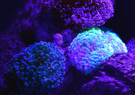 珊瑚珊瑚礁海底图片