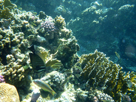 珊瑚珊瑚礁海底图片