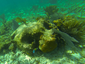 珊瑚珊瑚礁海底图片