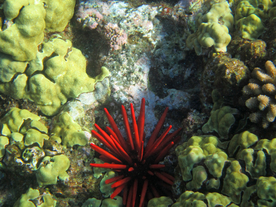 珊瑚珊瑚礁海底图片