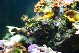 珊瑚珊瑚礁海底图片