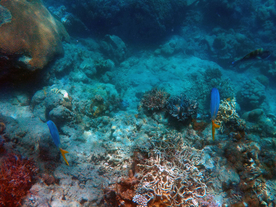 珊瑚珊瑚礁海底图片