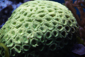 珊瑚珊瑚礁海底图片