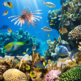 珊瑚珊瑚礁海底图片