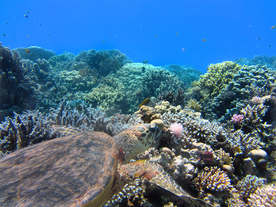 珊瑚珊瑚礁海底图片