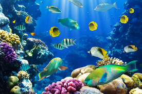 珊瑚珊瑚礁海底图片