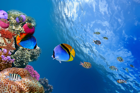 珊瑚珊瑚礁海底图片