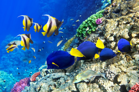 珊瑚珊瑚礁海底图片