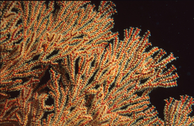 珊瑚珊瑚礁海底图片