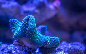 珊瑚珊瑚礁海底图片