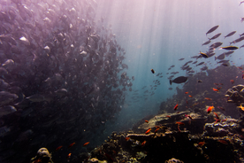 珊瑚珊瑚礁海底图片