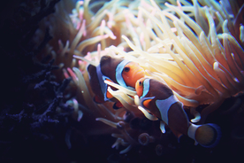 珊瑚珊瑚礁海底图片