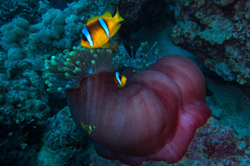 珊瑚珊瑚礁海底图片