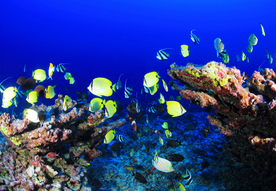 珊瑚珊瑚礁海底图片