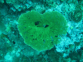 珊瑚珊瑚礁海底图片