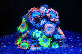 珊瑚珊瑚礁海底图片