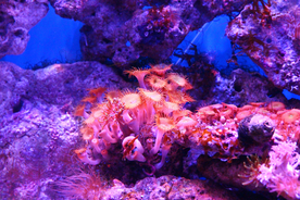 珊瑚珊瑚礁海底图片