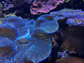 珊瑚珊瑚礁海底图片