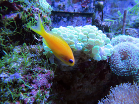 珊瑚珊瑚礁海底图片