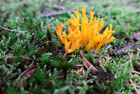 珊瑚珊瑚礁海底图片