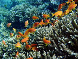 珊瑚珊瑚礁海底图片