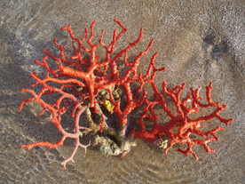 珊瑚珊瑚礁海底图片