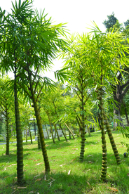 竹子竹叶竹海图片