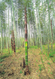 竹子竹叶竹海图片