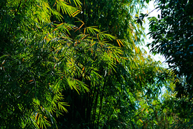 竹子竹叶竹海图片