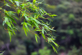竹子竹叶竹海图片
