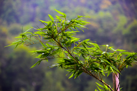竹子竹叶竹海图片