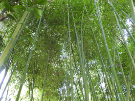 竹子竹叶竹海图片