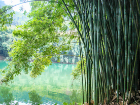 竹子竹叶竹海图片