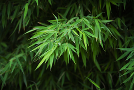 竹子竹叶竹海图片