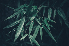 竹子竹叶竹海图片