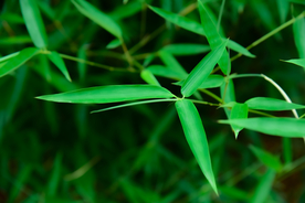 竹子竹叶竹海图片