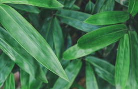 竹子竹叶竹海图片