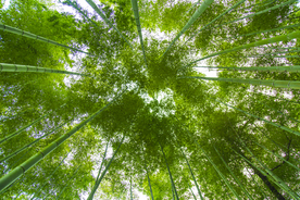 竹子竹叶竹海图片