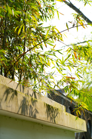 竹子竹叶竹海图片