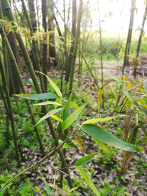 竹子竹叶竹海图片