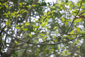 初春绿色桃花枝叶