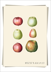 6款入苹果 水果图鉴