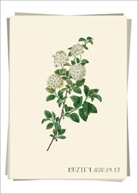 满天星 植物图鉴