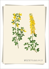 金盏花 植物图鉴