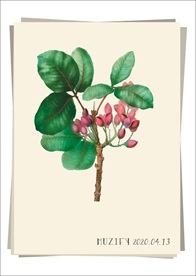 开心果树 植物图鉴