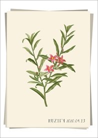 克罗威花 植物图鉴